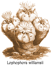Lophophora williamsii.gif